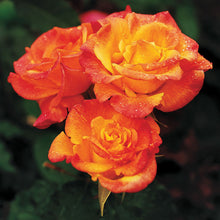 Load image into Gallery viewer, ~~RIO SAMBA~~Fully Grown Blooming Size Rose Bush Plant~ VERY RARE~~HTF~~
