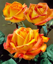 Load image into Gallery viewer, ~~RIO SAMBA~~Fully Grown Blooming Size Rose Bush Plant~ VERY RARE~~HTF~~
