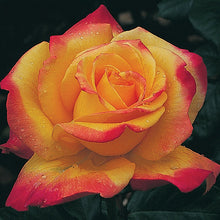 Load image into Gallery viewer, ~~RIO SAMBA~~Fully Grown Blooming Size Rose Bush Plant~ VERY RARE~~HTF~~
