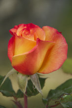 Load image into Gallery viewer, ~~RIO SAMBA~~Fully Grown Blooming Size Rose Bush Plant~ VERY RARE~~HTF~~
