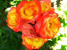 Load image into Gallery viewer, ~~RIO SAMBA~~Fully Grown Blooming Size Rose Bush Plant~ VERY RARE~~HTF~~
