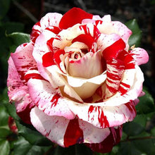 Load image into Gallery viewer, ~~ROCK &amp; ROLL~~Fully Grown Blooming Size Rose Bush Plant~~VERY RARE~~HTF~~
