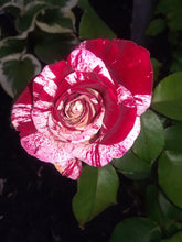 Load image into Gallery viewer, ~~ROCK &amp; ROLL~~Fully Grown Blooming Size Rose Bush Plant~~VERY RARE~~HTF~~
