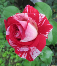 Load image into Gallery viewer, ~~ROCK &amp; ROLL~~Fully Grown Blooming Size Rose Bush Plant~~VERY RARE~~HTF~~
