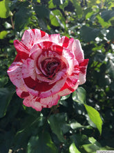 Load image into Gallery viewer, ~~ROCK &amp; ROLL~~Fully Grown Blooming Size Rose Bush Plant~~VERY RARE~~HTF~~
