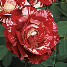 Load image into Gallery viewer, ~~ROCK &amp; ROLL~~Fully Grown Blooming Size Rose Bush Plant~~VERY RARE~~HTF~~
