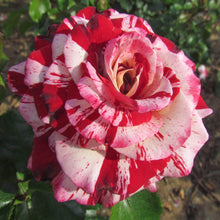 Load image into Gallery viewer, ~~ROCK &amp; ROLL~~Fully Grown Blooming Size Rose Bush Plant~~VERY RARE~~HTF~~
