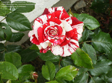 Load image into Gallery viewer, ~~ROCK &amp; ROLL~~Fully Grown Blooming Size Rose Bush Plant~~VERY RARE~~HTF~~
