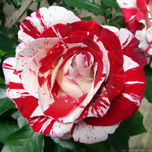 Load image into Gallery viewer, ~~ROCK &amp; ROLL~~Fully Grown Blooming Size Rose Bush Plant~~VERY RARE~~HTF~~
