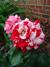 Load image into Gallery viewer, ~~ROCK &amp; ROLL~~Fully Grown Blooming Size Rose Bush Plant~~VERY RARE~~HTF~~
