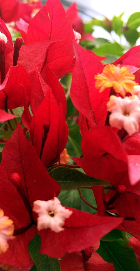 RUBY** Live Bougainvillea Well Rooted Starter Plant
