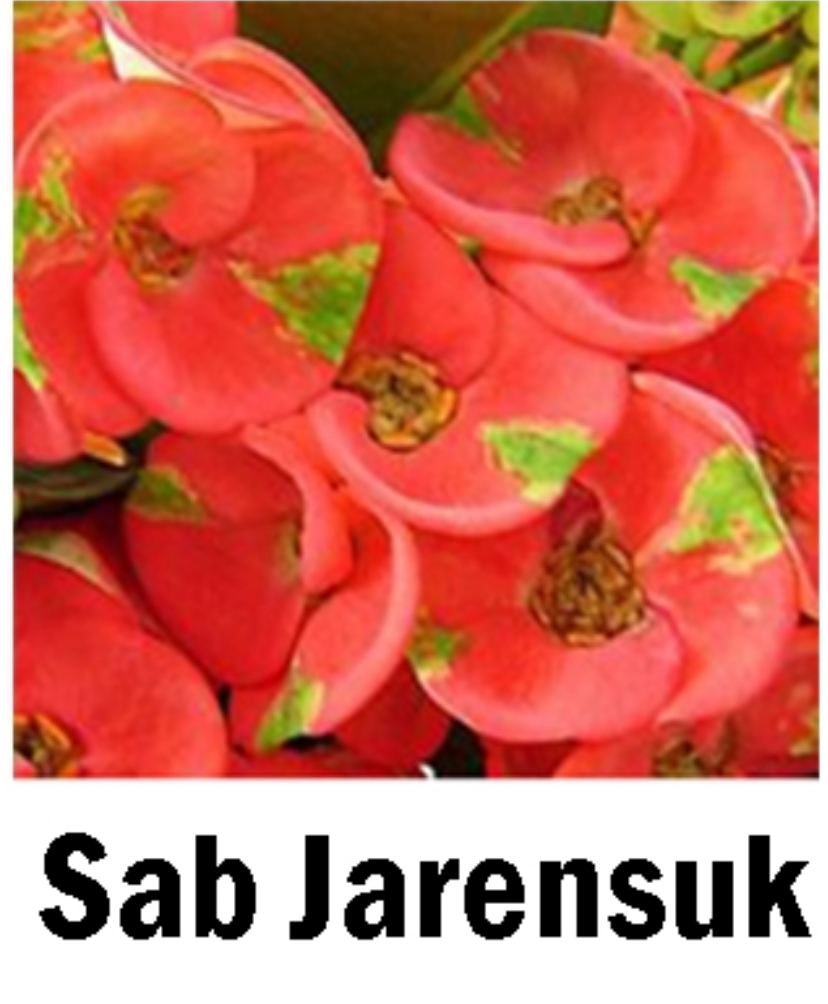 ~~SAB JAREN SUK~~Crown Of Thorns-Euphorbia Milii~~CHRIST PLANT~~STARTER PLANT
