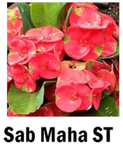 Load image into Gallery viewer, ~~SAB MAHA ST~~Crown Of Thorns-Euphorbia Milii~~CHRIST PLANT~~STARTER PLANT
