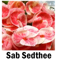 Load image into Gallery viewer, ***SAB SEDTHEE***Crown Of Thorns-Euphorbia Milii*CHRIST PLANT**STARTER PLANT
