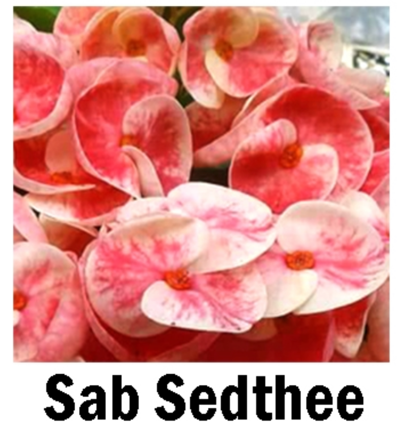 ***SAB SEDTHEE***Crown Of Thorns-Euphorbia Milii*CHRIST PLANT**STARTER PLANT