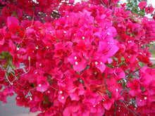 Load image into Gallery viewer, **SAN DIEGO RED** Live Bougainvillea Well Rooted Starter Plant
