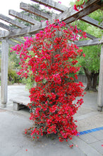 Load image into Gallery viewer, **SAN DIEGO RED** Live Bougainvillea Well Rooted Starter Plant
