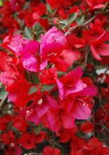 Load image into Gallery viewer, **SAN DIEGO RED** Live Bougainvillea Well Rooted Starter Plant
