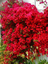 Load image into Gallery viewer, **SAN DIEGO RED** Live Bougainvillea Well Rooted Starter Plant
