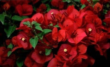 Load image into Gallery viewer, **SAN DIEGO RED** Live Bougainvillea Well Rooted Starter Plant
