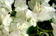 Load image into Gallery viewer, SEAFOAM** Live Bougainvillea Well Rooted Starter Plant
