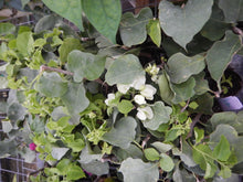 Load image into Gallery viewer, SEAFOAM** Live Bougainvillea Well Rooted Starter Plant
