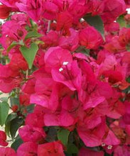 Load image into Gallery viewer, **SHARON WESLEY**Live Bougainvillea Well Rooted Starter Plant
