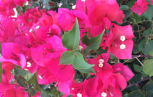 Load image into Gallery viewer, **SHARON WESLEY**Live Bougainvillea Well Rooted Starter Plant
