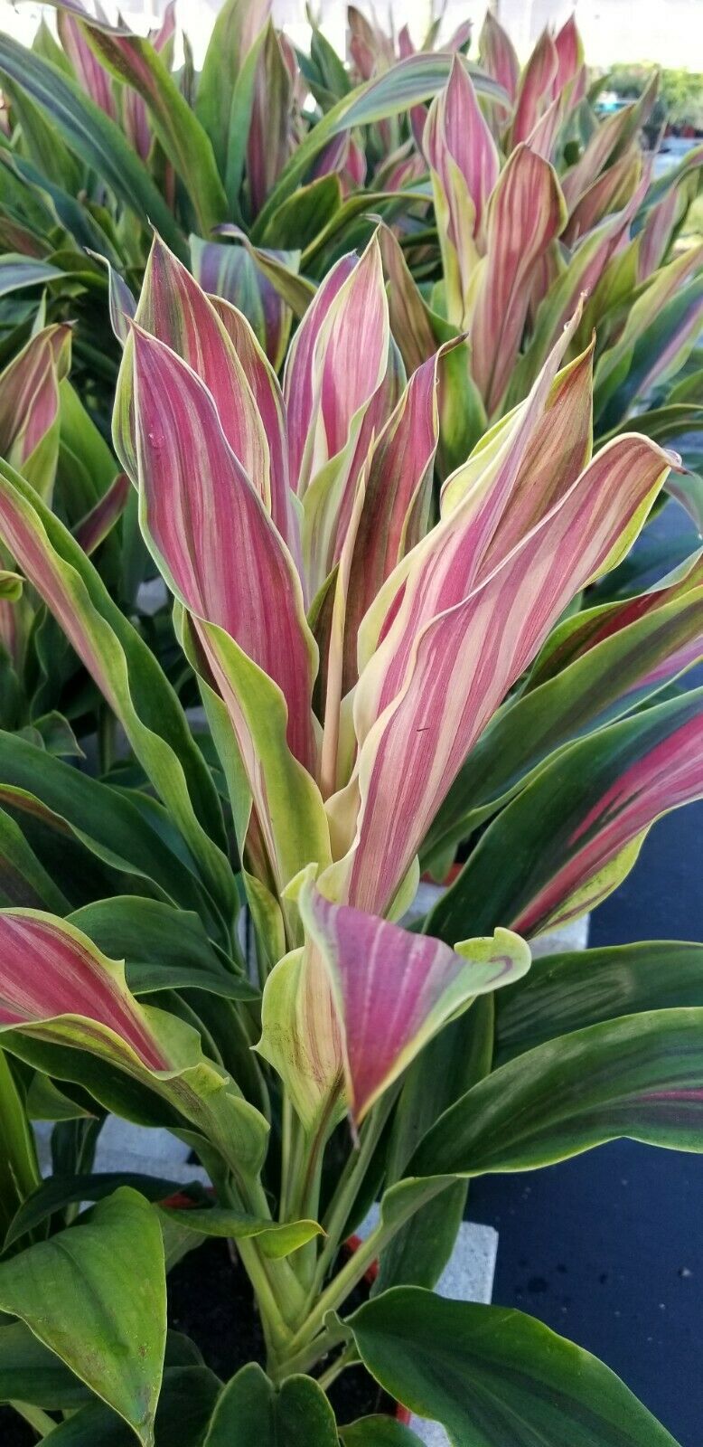 **SHERBERT** Cordyline Terminalis Hawaiian Ti Plant** AKA Good Luck Plants