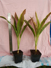 Load image into Gallery viewer, **SHERBERT** Cordyline Terminalis Hawaiian Ti Plant** AKA Good Luck Plants
