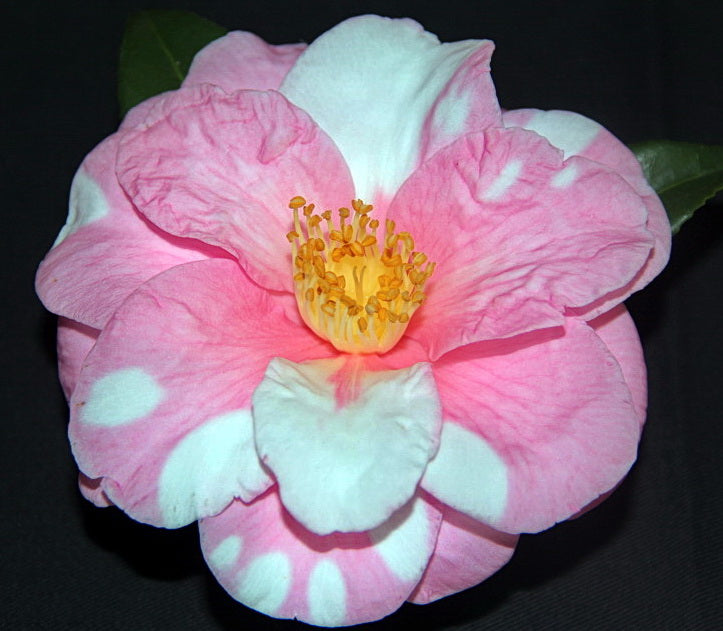 ***SHIBORI-EGAO* **Bicolor Bloom Camellia Japonica-Live Starter Plant