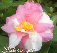 Load image into Gallery viewer, ***SHIBORI-EGAO* **Bicolor Bloom Camellia Japonica-Live Starter Plant
