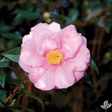 Load image into Gallery viewer, ***SHIBORI-EGAO* **Bicolor Bloom Camellia Japonica-Live Starter Plant
