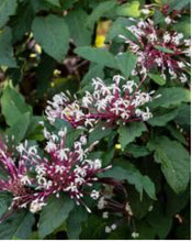 Load image into Gallery viewer, ***SHOOTING STAR*** Clerodendrum Quadriloculare ***AKA STARBURST*** Well Rooted Starter Plant
