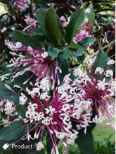 Load image into Gallery viewer, ***SHOOTING STAR*** Clerodendrum Quadriloculare ***AKA STARBURST*** Well Rooted Starter Plant
