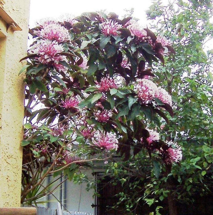 ***SHOOTING STAR*** Clerodendrum Quadriloculare ***AKA STARBURST*** Well Rooted Starter Plant