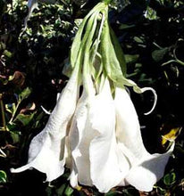 Load image into Gallery viewer, **SHREDDED WHITE**Fantasy Brugmansia Angels Trumpet**Rare &amp; Unusual Variety**HTF
