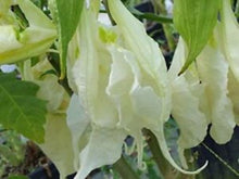 Load image into Gallery viewer, **SHREDDED WHITE**Fantasy Brugmansia Angels Trumpet**Rare &amp; Unusual Variety**HTF
