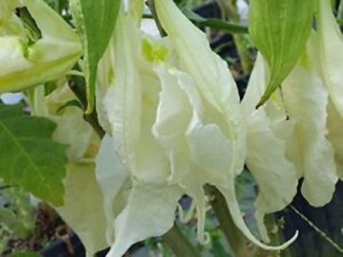 **SHREDDED WHITE**Fantasy Brugmansia Angels Trumpet**Rare & Unusual Variety**HTF