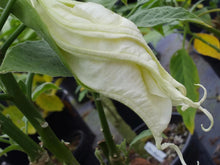 Load image into Gallery viewer, **SHREDDED WHITE**Fantasy Brugmansia Angels Trumpet**Rare &amp; Unusual Variety**HTF
