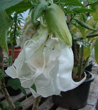 Load image into Gallery viewer, **SHREDDED WHITE**Fantasy Brugmansia Angels Trumpet**Rare &amp; Unusual Variety**HTF
