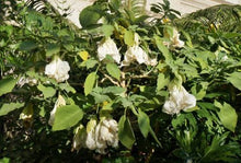 Load image into Gallery viewer, **SHREDDED WHITE**Fantasy Brugmansia Angels Trumpet**Rare &amp; Unusual Variety**HTF
