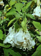 Load image into Gallery viewer, **SHREDDED WHITE**Fantasy Brugmansia Angels Trumpet**Rare &amp; Unusual Variety**HTF
