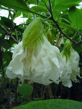 Load image into Gallery viewer, **SHREDDED WHITE**Fantasy Brugmansia Angels Trumpet**Rare &amp; Unusual Variety**HTF
