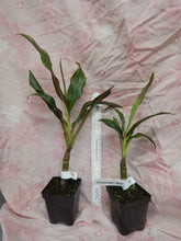 Load image into Gallery viewer, **SINGAPORE TWIST** Cordyline Terminalis Hawaiian Ti Plant **AKA Good Luck Plants
