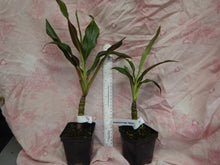 Load image into Gallery viewer, **SINGAPORE TWIST** Cordyline Terminalis Hawaiian Ti Plant **AKA Good Luck Plants
