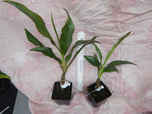 Load image into Gallery viewer, **SINGAPORE TWIST** Cordyline Terminalis Hawaiian Ti Plant **AKA Good Luck Plants
