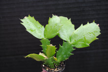 Load image into Gallery viewer, ***Moon Beam*** Christmas Cactus Schlumbergera Starter Plant
