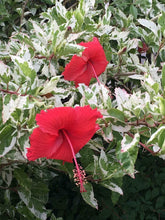 Load image into Gallery viewer, ***SNOW QUEEN*** VARIEGATED Rooted Exotic Tropical Hibiscus Plant ***AKA Fancy Hibiscus***

