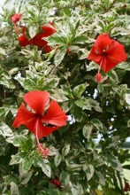 Load image into Gallery viewer, ***SNOW QUEEN*** VARIEGATED Rooted Exotic Tropical Hibiscus Plant ***AKA Fancy Hibiscus***

